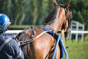 Original Mumbai Race Course Betting: Complete 2027 Guide for Indian Players