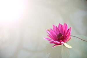 Lotus App Download: Step-by-Step Guide for India (2026)