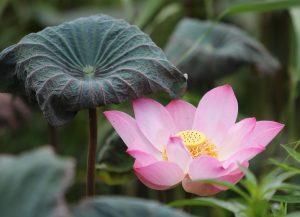 Lotus365 Customer Support in Bhubaneshwar Review 2026: Bonus, App, Withdrawal Tested