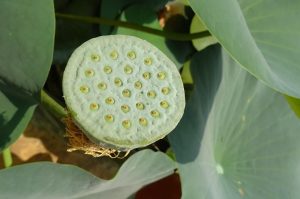 Top Lotus365 Review India Review 2026: Bonus, App, Withdrawal Tested